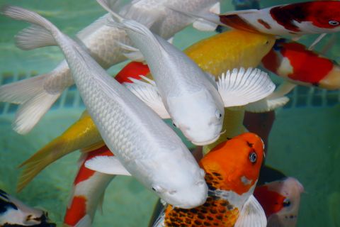 Image: 2025-04/pisciculture-004.jpg
